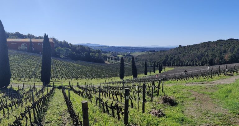 Wine estate in Riparbella