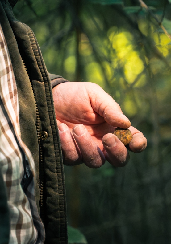 The Marzuolo truffle is a small white truffe that is possible to be found in April time