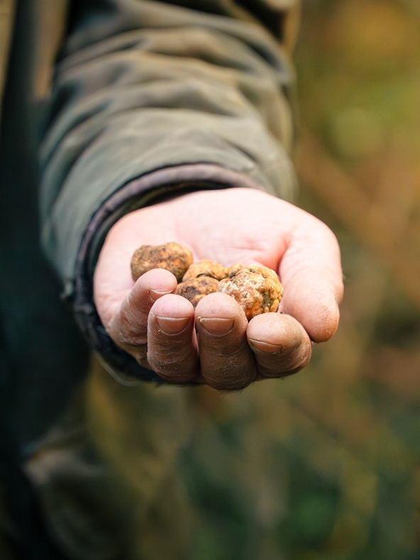 April is the best time to find small little white truffles in the wood near Volterra