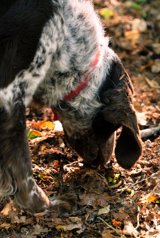 Ciro os one of teh best trufle dogs of Daniele
