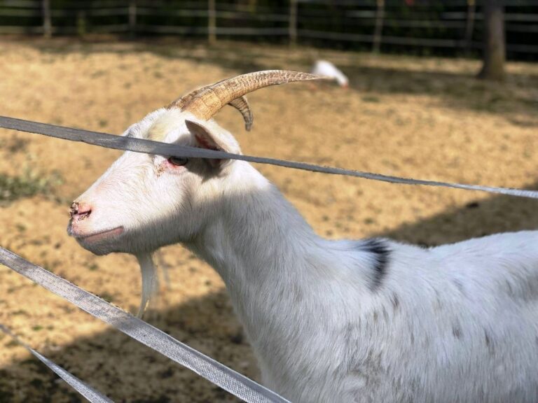 Goat free to run in the property