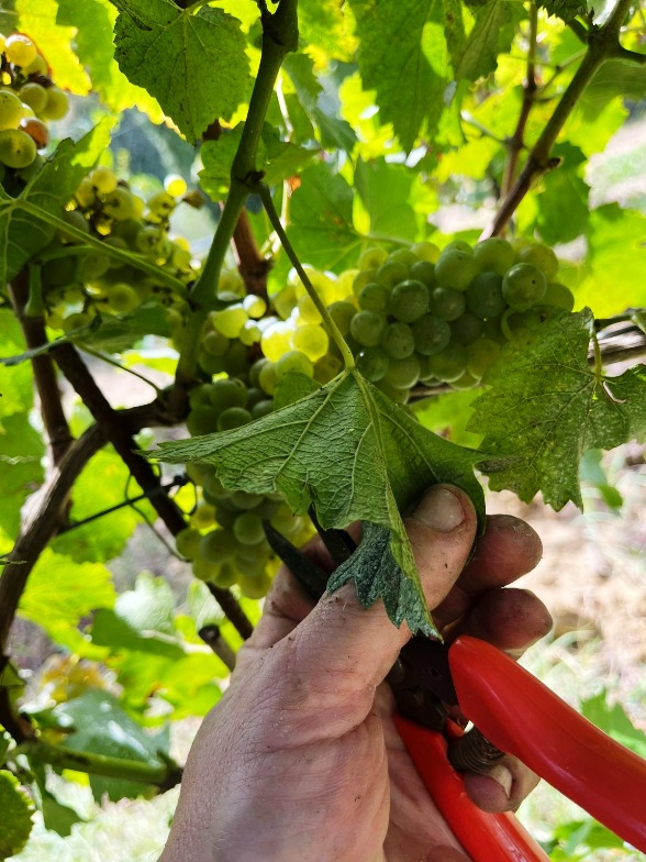 White and red grapes grown at the farm